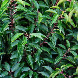 Prunus 'Myrtifolia'